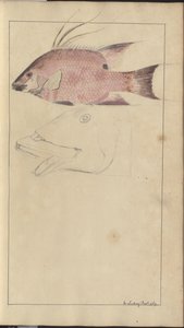 Lindsay Drawings Vol. VII alkotó: John Lindsay