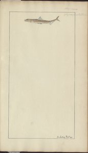 Lindsay Drawings Vol. VII, 23 alkotó: John Lindsay