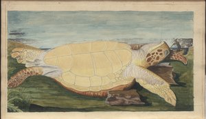 Lindsay Drawings Vol. VII, 31 alkotó: John Lindsay