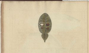 Lindsay Drawings Vol. VII, 3 alkotó: John Lindsay