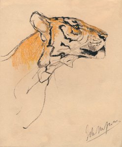 Egy tigris feje, 1910
