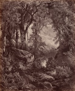 Solitude,1865 (fénykép) alkotó: John Moran