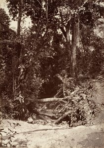 Trópusi táj, The Brook El Bano, Chipigana, 1871.