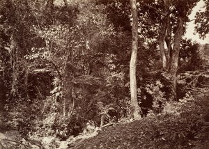 Trópusi táj, kilátás Chipigana közelében, 1871. alkotó: John Moran