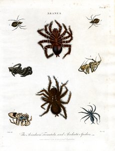 ARANEA: Avicularia;Tarantula és Aculeata pókok