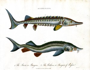Accipenser: Szürke tőkehal fajok alkotó: John Pass