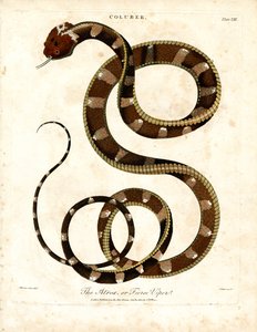 Afrikai vipera (Coluber) alkotó: John Pass