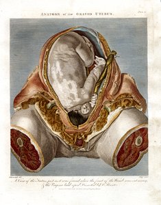 A gravid méh anatómiája alkotó: John Pass