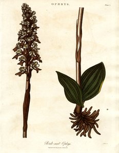 Madárfészek Ophrys alkotó: John Pass
