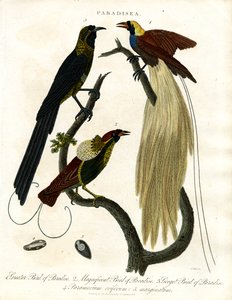  alkotó: John Pass