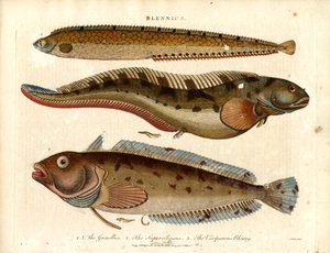 Blennies (Blennius) alkotó: John Pass