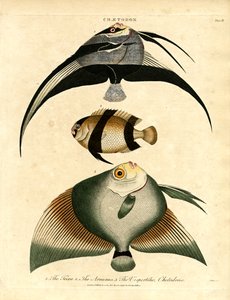 Pillangóhal: Freira;Acuauna és Vespertilio alkotó: John Pass