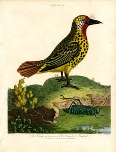 Cayenne-Bartvogel (Bucco) von John Pass