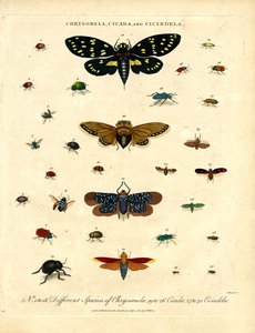 Chrysomela;Cicada és Cicindela