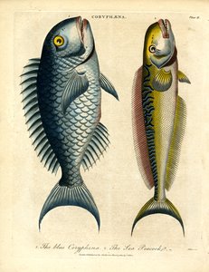 Coryphæna - Delfinhalak alkotó: John Pass