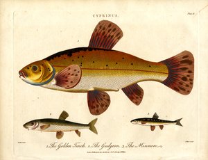 Cyprinus: Aranykárász;Ördöghal és Minnow