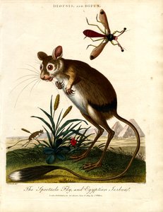 Diopsis és Dipus (Stalk-eyed Fly és Egyptian Jerboa)