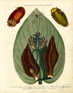 Doris;Draco;és Dracontium alkotó: John Pass