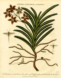 Epidendrum;Ephemera;és Erodius