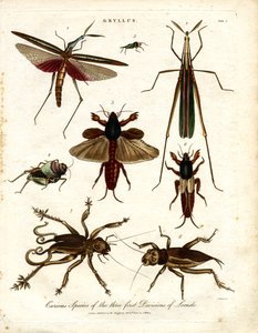 GRYLLUS: A sáskák három első osztályának különös fajai