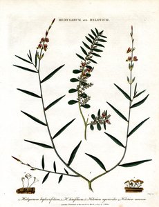 Hedysarum és Helotium alkotó: John Pass