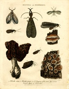 Helvella és Hemerobius alkotó: John Pass