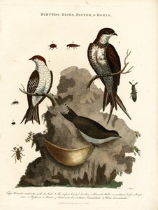 Hirundo;Hispa;Hister  Hortia: fecskék és bogarak alkotó: John Pass