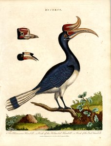 Hornbill fajok a számla részleteivel alkotó: John Pass