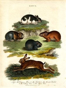 Lepus - Nyulak és rágcsálók alkotó: John Pass