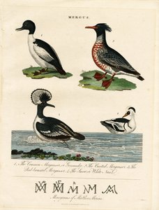 Mergansers (Mergus) alkotó: John Pass