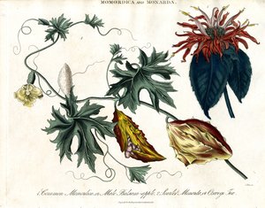 Momordica és Monarda alkotó: John Pass