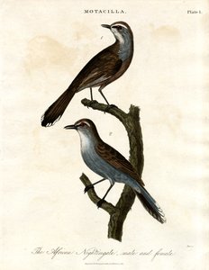 Motacilla - Afrikai fülemüle