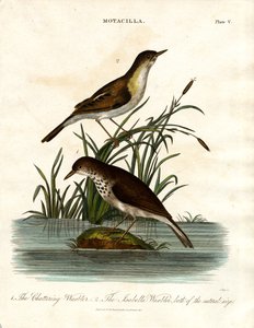 Motacilla: csicsergő pacsirta és izabella pacsirta
