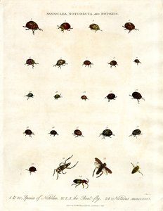 Notoclea;Notonecta;és Notoxus bogarak alkotó: John Pass