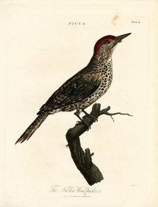 Núbiai harkály (Picus) alkotó: John Pass
