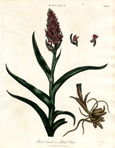 Orchideák: Orchidea: Széles levelű vagy mocsári orchidea
