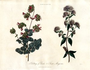 Origanum fajok: Dittany of Crete és édes majoránna alkotó: John Pass