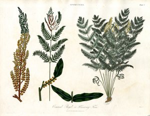 Osmunda alkotó: John Pass