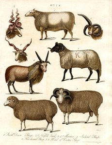 Ovis: Különböző juhfajták