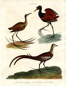 Parra fajok (Jacanas) alkotó: John Pass