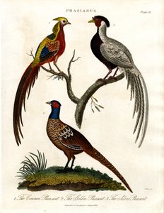 Phasianus - Fácánfajok alkotó: John Pass