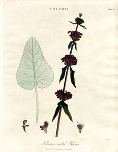 Phlomis: gumós gyökerű jeruzsálemi zsálya alkotó: John Pass