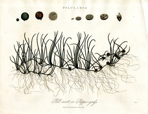 Pilularia: Pillwort vagy borsikafű alkotó: John Pass