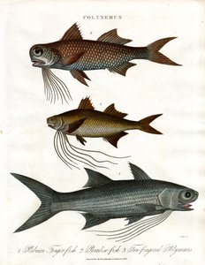 Polynemus fajok (cérnafinák)
