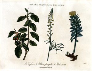 Reseda;Rhamnus és Rhodiola alkotó: John Pass