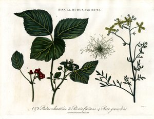 Riccia;Rubus és Ruta alkotó: John Pass
