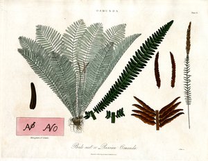Királyi páfrányfenyő (Osmunda) alkotó: John Pass