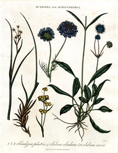 Scabiosa és Scheuchzeria alkotó: John Pass