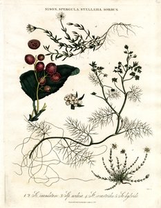 Sison;Spergula;Stellaria;Sorbus alkotó: John Pass