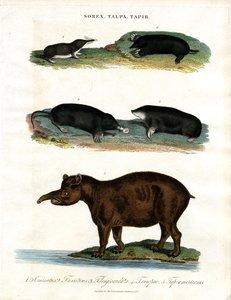 Sorex;Talpa;Tapir: Vakondok;Vakondok és tapírok alkotó: John Pass